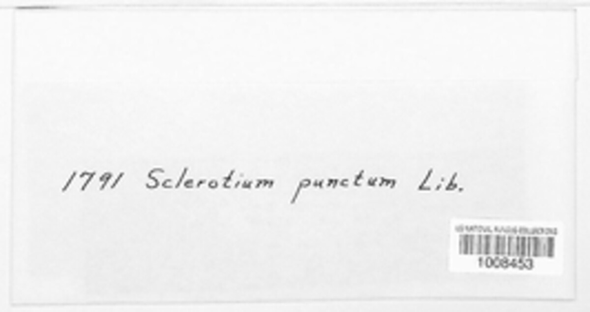 Sclerotium punctum image